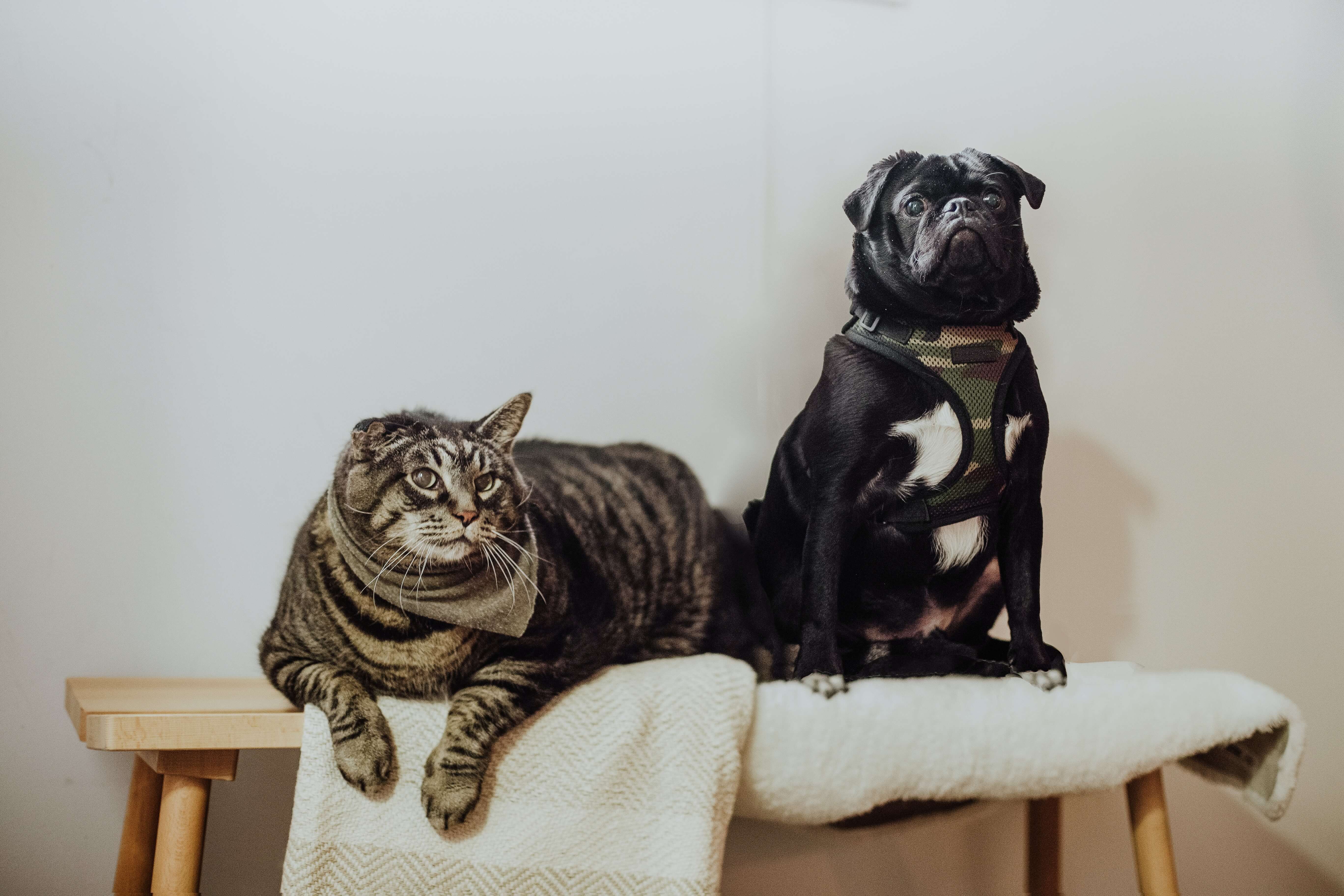 A pug and tabby cat sitting on furniture next to one another.